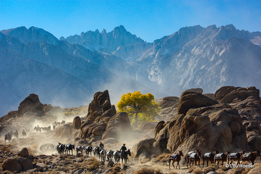 100 Mules on the trail, Mt. Whitney in the background.  Photo by Lou Roeser.