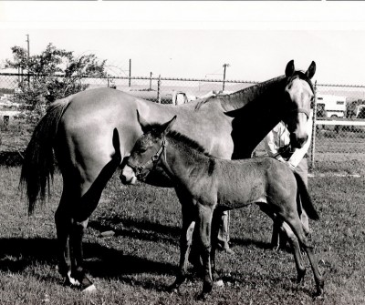 Mare and newborn mule. Mare and newborn mule.