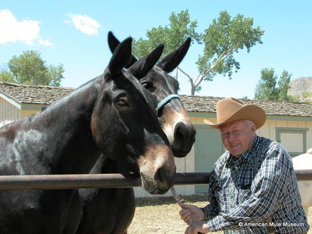 Bob Tanner and two mules.