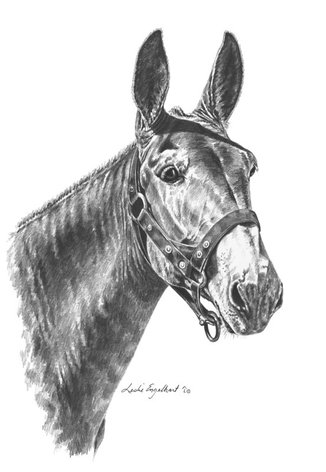 Mule drawing by Leslie Englehart